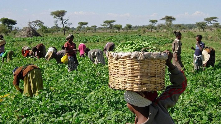 Agro Empowerment Boosts Ezeagu Farmers in Enugu.