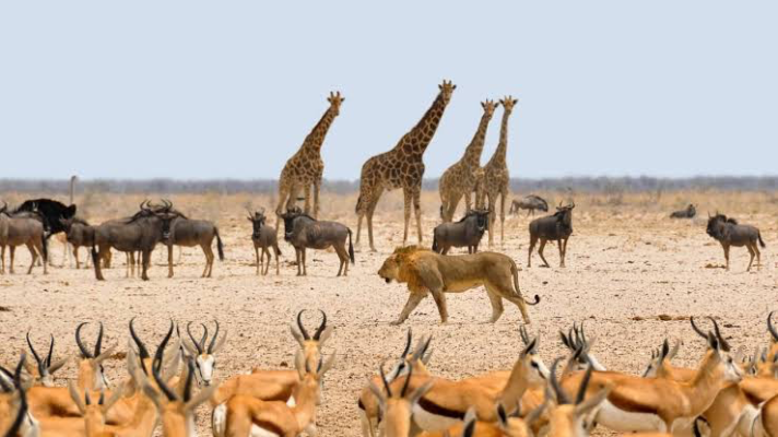 Nigeria’s Role in Combating Illegal Wildlife Trade