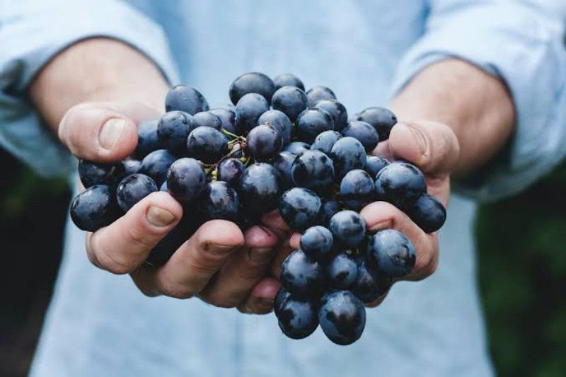 Insight: Firstfruits In The New Testament Order