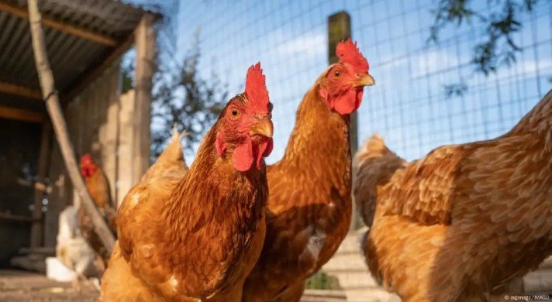 New York Authorities Shut Down Live Poultry Markets Amid Avian Flu Outbreak