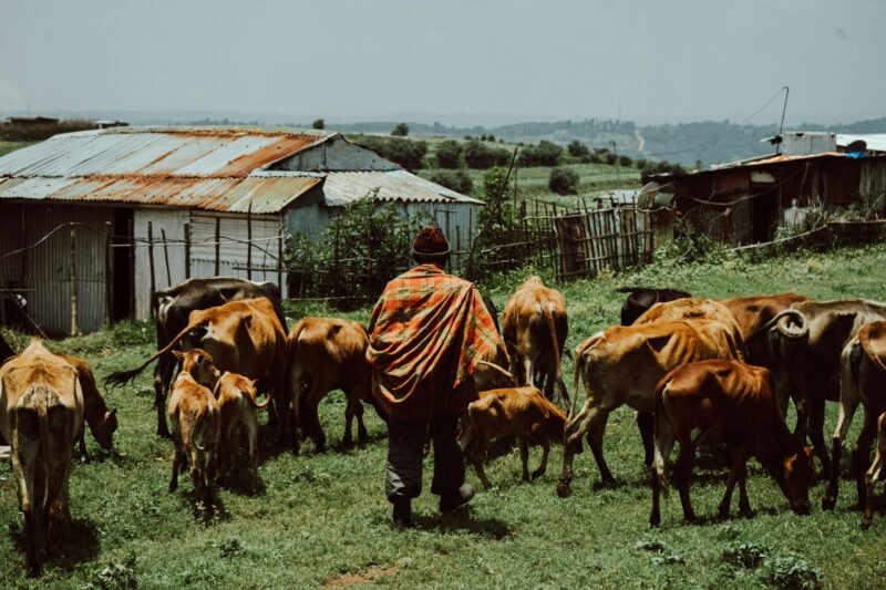 Urgent Need for Tinubu Government to Tackle Recurrent Attacks by Fulani Herdsmen