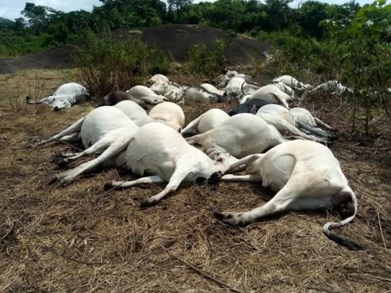 1 Herdsman, Over 100 Cattle K!lled In Fresh Plateau Attacks